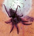 Scotophaeus_blackwalli_F1929_Z_87_Les Gris_Frankrijk
